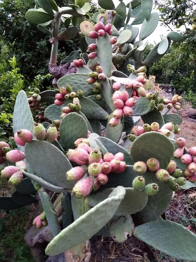 Feriehus Il Limoneto Di Leo Villa Mascali